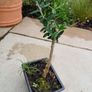 Olive Bonsai trees x 3 Image 5