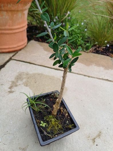 Olive Bonsai trees x 3