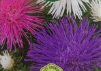 China Aster Seeds