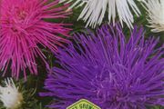 China Aster Seeds