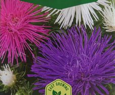 China Aster Seeds