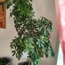 plant umbrella tree 150cm Image 2