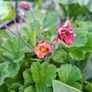 Geum Rivale (Water Avens) Image 5