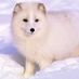 Articfox
