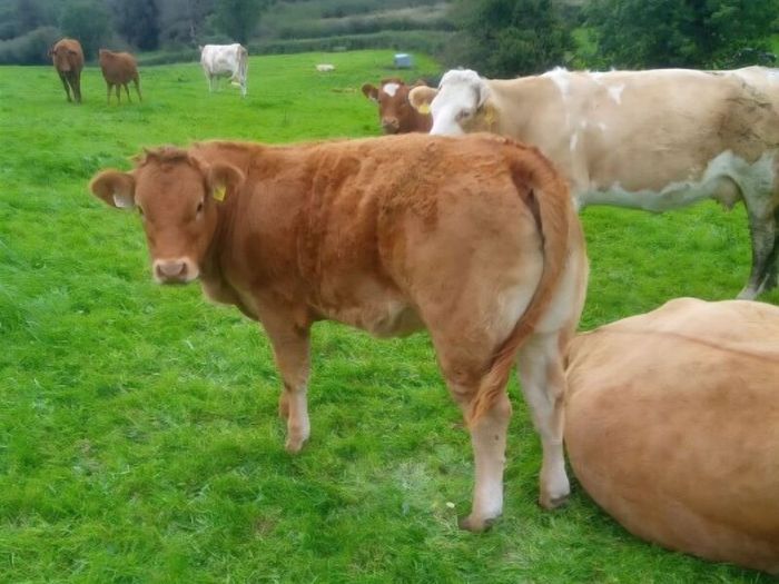 Limousin Bull