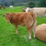 Limousin Bull Image 2