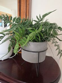 artificial indoor plant