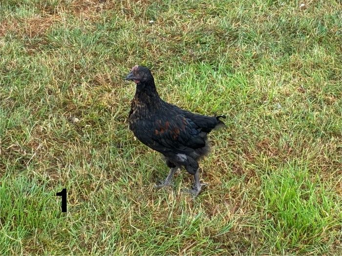 Roosters