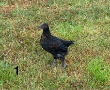 Roosters