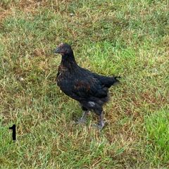 Roosters