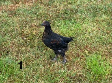 Roosters