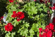 outdoor plant