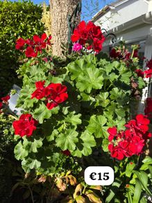 outdoor plant