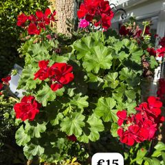 outdoor plant