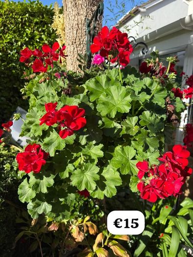 outdoor plant