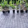 Shelter Hedging Laurel 4 ft just 5 euro Image 2