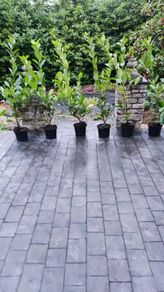 Laurel Hedging 4ft in 5 litre pot 5 euro