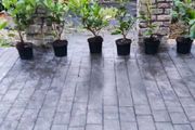 Laurel Hedging 4ft in 5 litre pot 5 euro