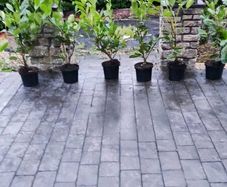 Laurel Hedging 4ft in 5 litre pot 5 euro