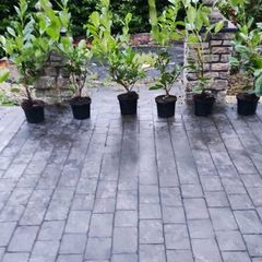 Laurel Hedging 4ft in 5 litre pot 5 euro