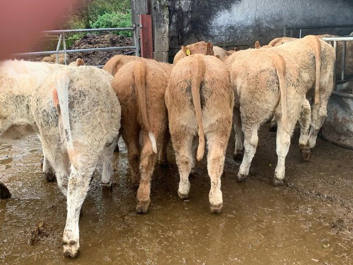 35 super 380kg charlaois heifers