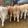 24 super 380kg charlaois heifers Image 9