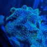 Neon Green Hairy Rhodactis Image 5