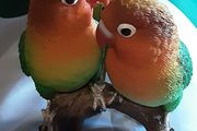love birds