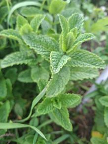 Spearmint (Garden Mint)