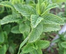 Spearmint (Garden Mint)