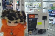 Ldnio Pd 65w