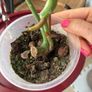 monstera variegated Image 3