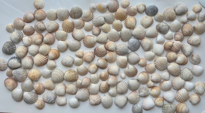 Shells