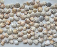 Shells