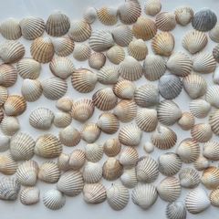 Shells