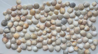 Shells
