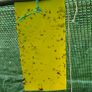 Sticky Fly Traps x10 Image 7