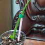 No.7 Baby Monstera Green On Green Image 3