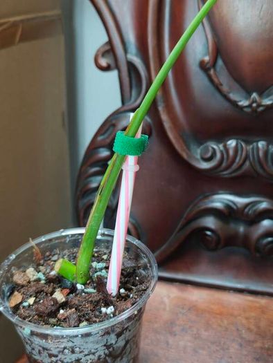 No.7 Baby Monstera Green On Green