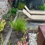 4 Mature Cordylines (Cabbage Palms) Image 2