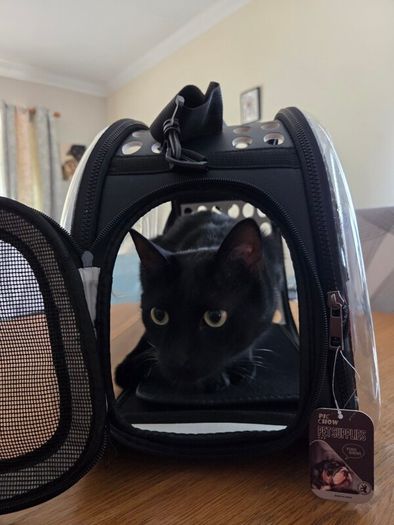 Transparent Cat Carrier