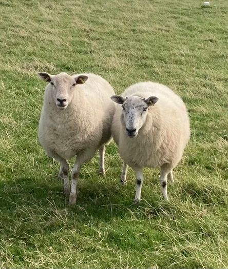 Hoggets and Lambs