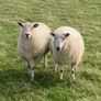Hoggets and Lambs Image 3