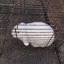 pet adoption Image 3