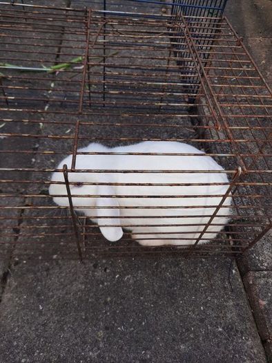 pet adoption
