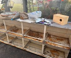 bird cage steel