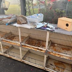 bird cage steel