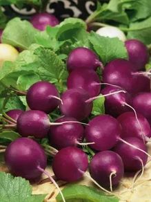 (R) Radish Viola seeds 5g (183819)