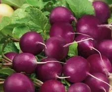 (R) Radish Viola seeds 5g (183819)