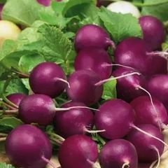 (R) Radish Viola seeds 5g (183819)